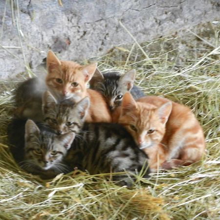 Ferienwohnung Mayrhofer Hofkirchen im Mühlkreis Εξωτερικό φωτογραφία